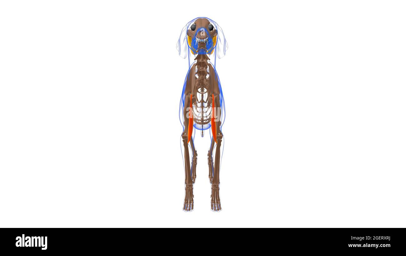 Bizeps brachii Muskel Hund Muskel Anatomie für Medical Concept 3D Illustration Stockfoto