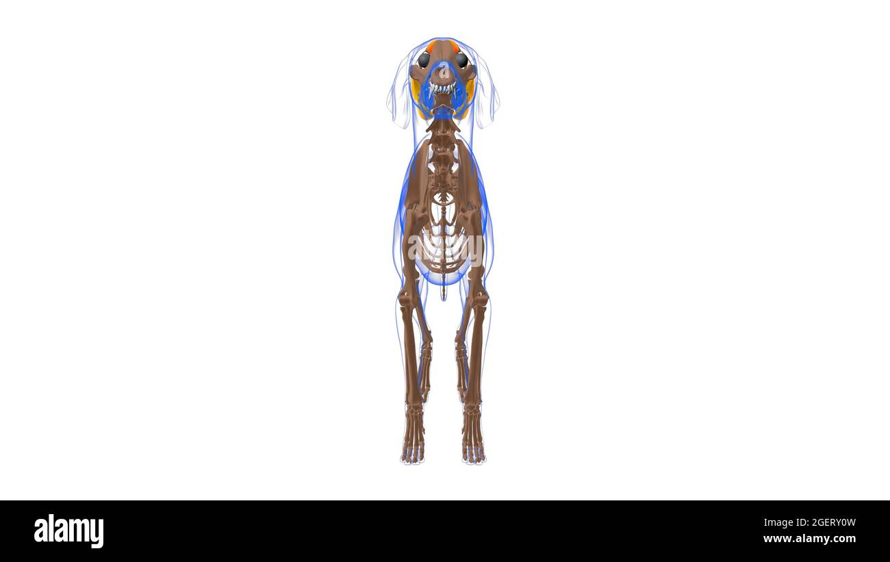 Levator anguli Oculi medialis Muscle Dog Muscle Anatomy for Medical Concept 3D Illustration Stockfoto