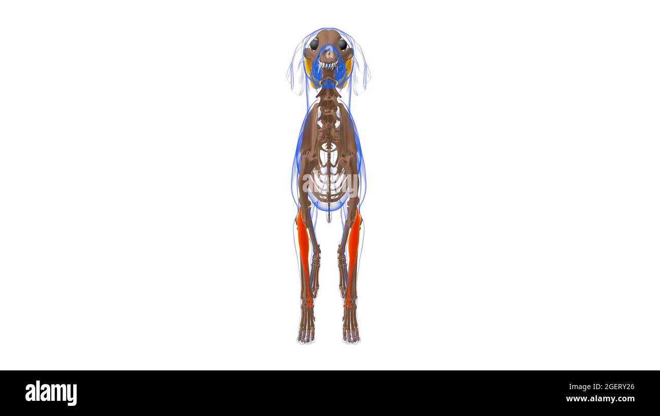 Musculus extensor carpi radialis Ausgeschnittene Stockfotos und -bilder