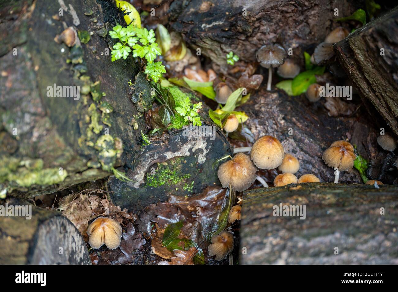 Eine Reihe von kleinen Pilzen, die im Frühherbst in einem feuchten Holzhaufen unter den Baumstämmen wachsen. Stockfoto