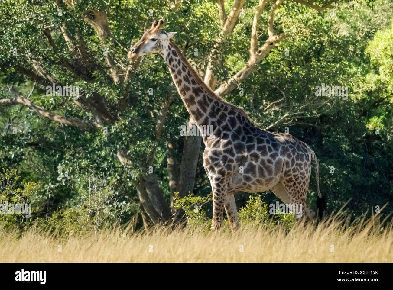 Jiraffa, Giraffa camelopardalis, in afrikanischer Umgebung in Savannah, Kruger National Park, Südafrika. Stockfoto