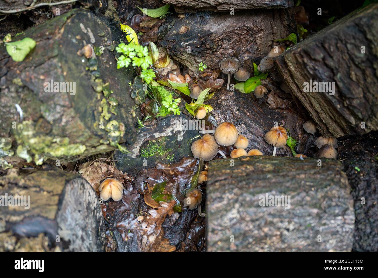 Eine Reihe von kleinen Pilzen, die im Frühherbst in einem feuchten Holzhaufen unter den Baumstämmen wachsen. Stockfoto