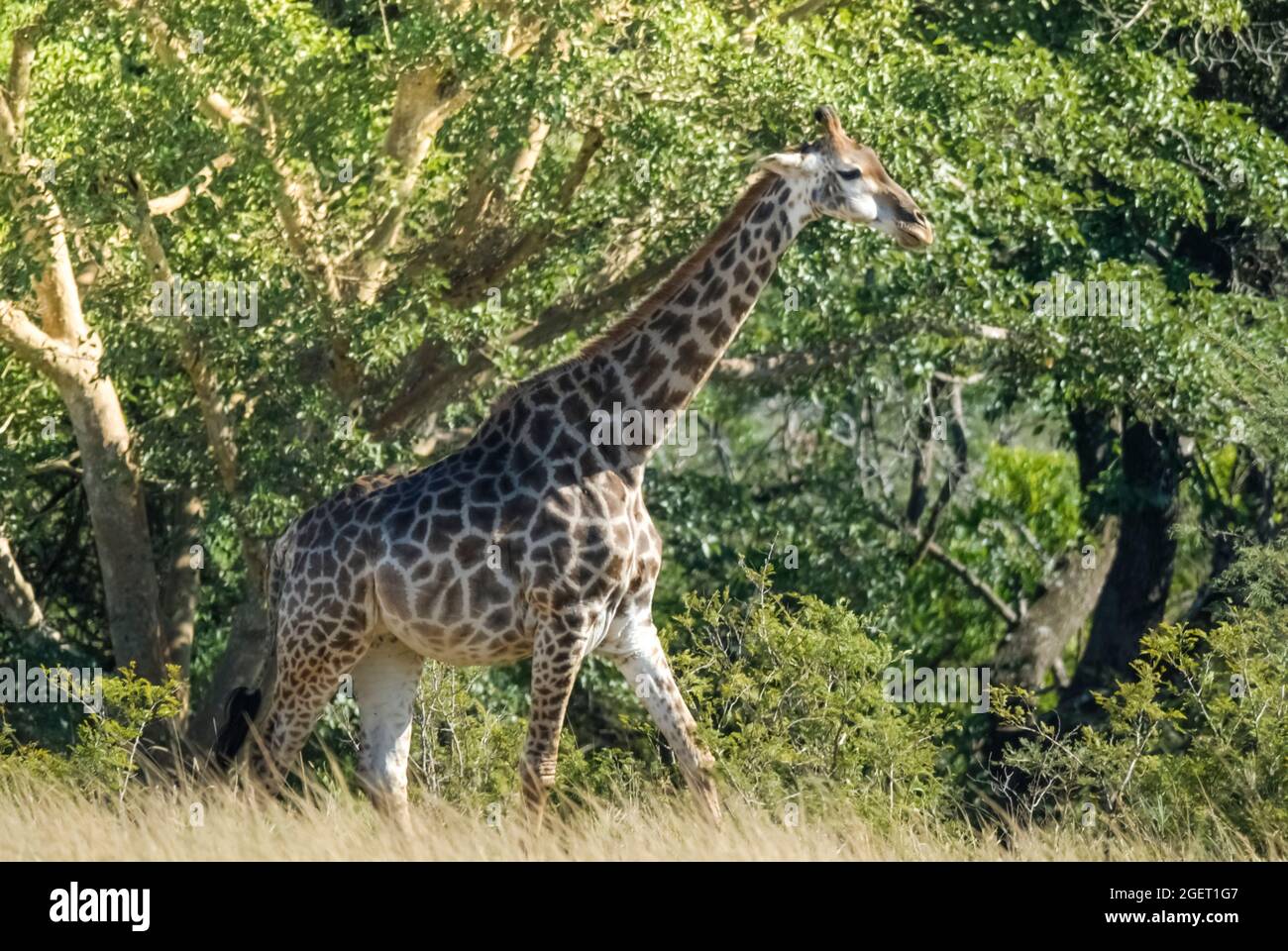 Jiraffa, Giraffa camelopardalis, in afrikanischer Umgebung in Savannah, Kruger National Park, Südafrika. Stockfoto