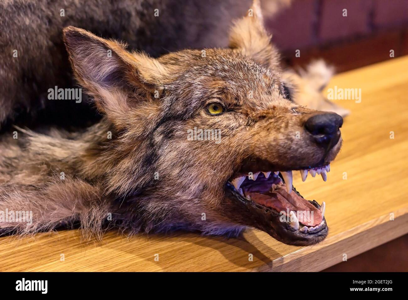 Wolf Kopf als Jagdtrophäe auf Holzhintergrund. Stockfoto