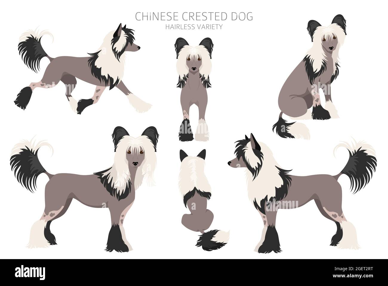 Chinesische Haubenhund beschichtet Vielfalt Cliparts 