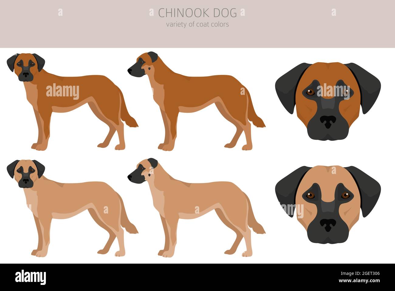 Chinook Hund Clipart. Verschiedene Posen, Fellfarben eingestellt.  Vektorgrafik Stock-Vektorgrafik - Alamy