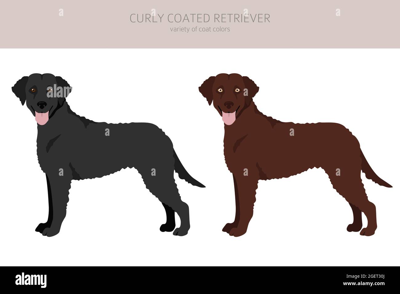 Gelockerte Retriever-Cliparts. Verschiedene Posen, Fellfarben eingestellt. Vektorgrafik Stock Vektor