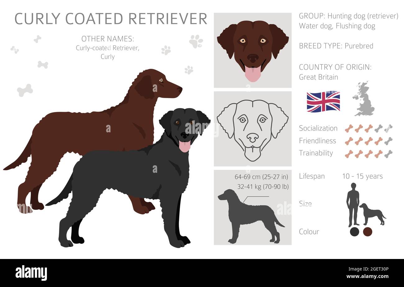 Gelockerte Retriever-Cliparts. Verschiedene Posen, Fellfarben eingestellt. Vektorgrafik Stock Vektor