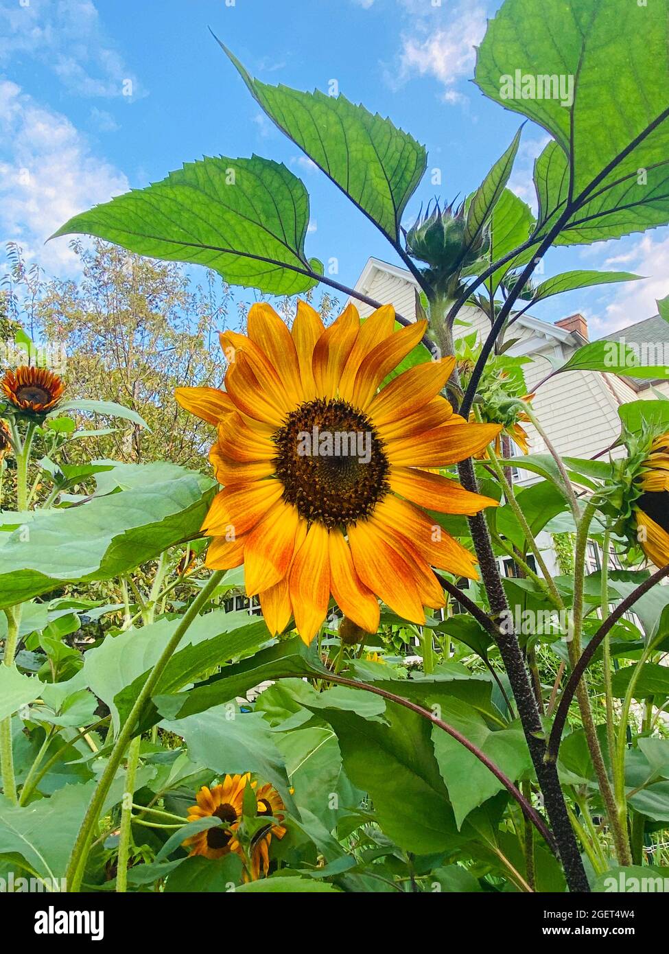 Strahlende Sonnenblume im Vorgarten eines Hauses in Brooklyn, New York. Stockfoto