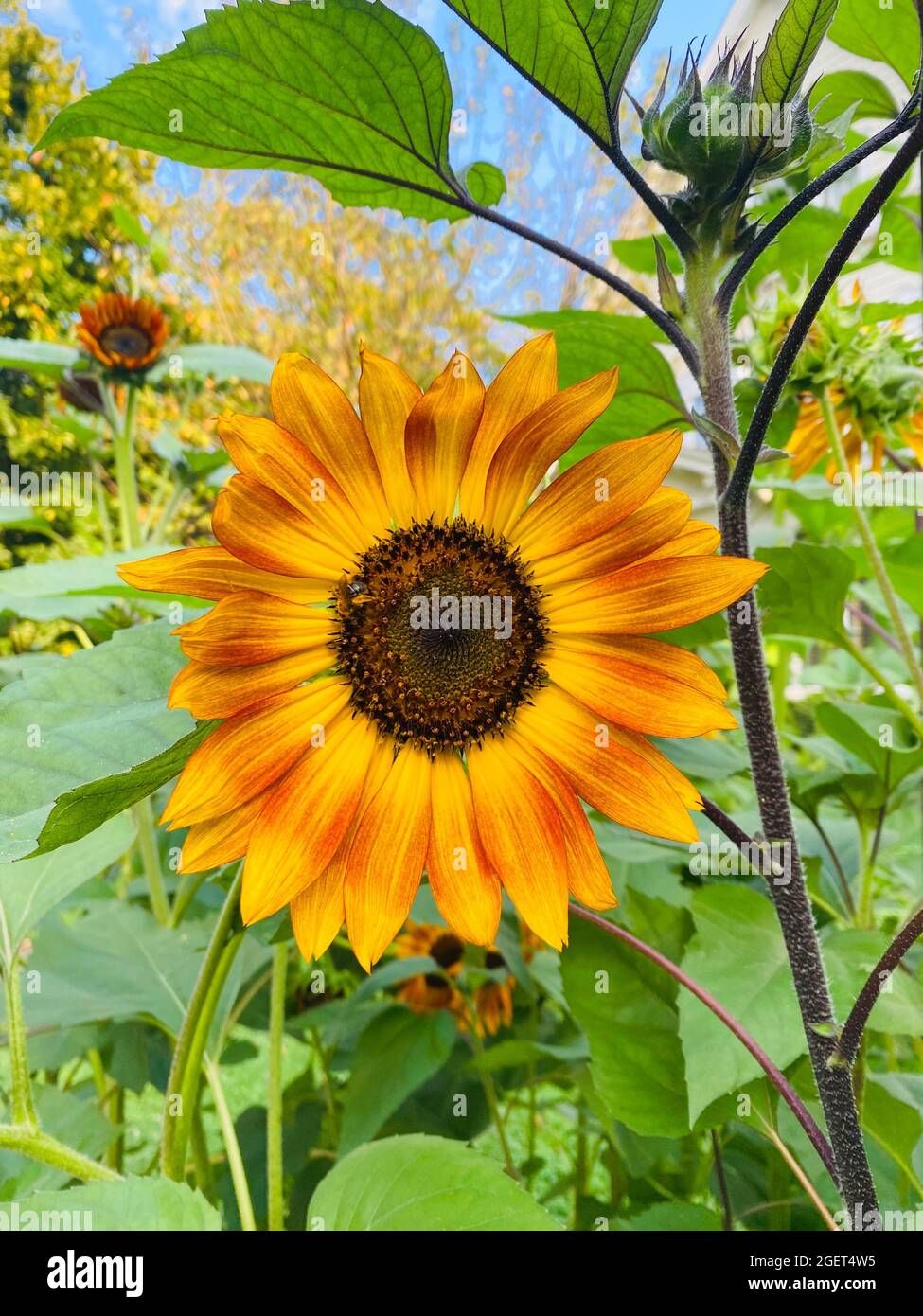Strahlende Sonnenblume im Vorgarten eines Hauses in Brooklyn, New York. Stockfoto