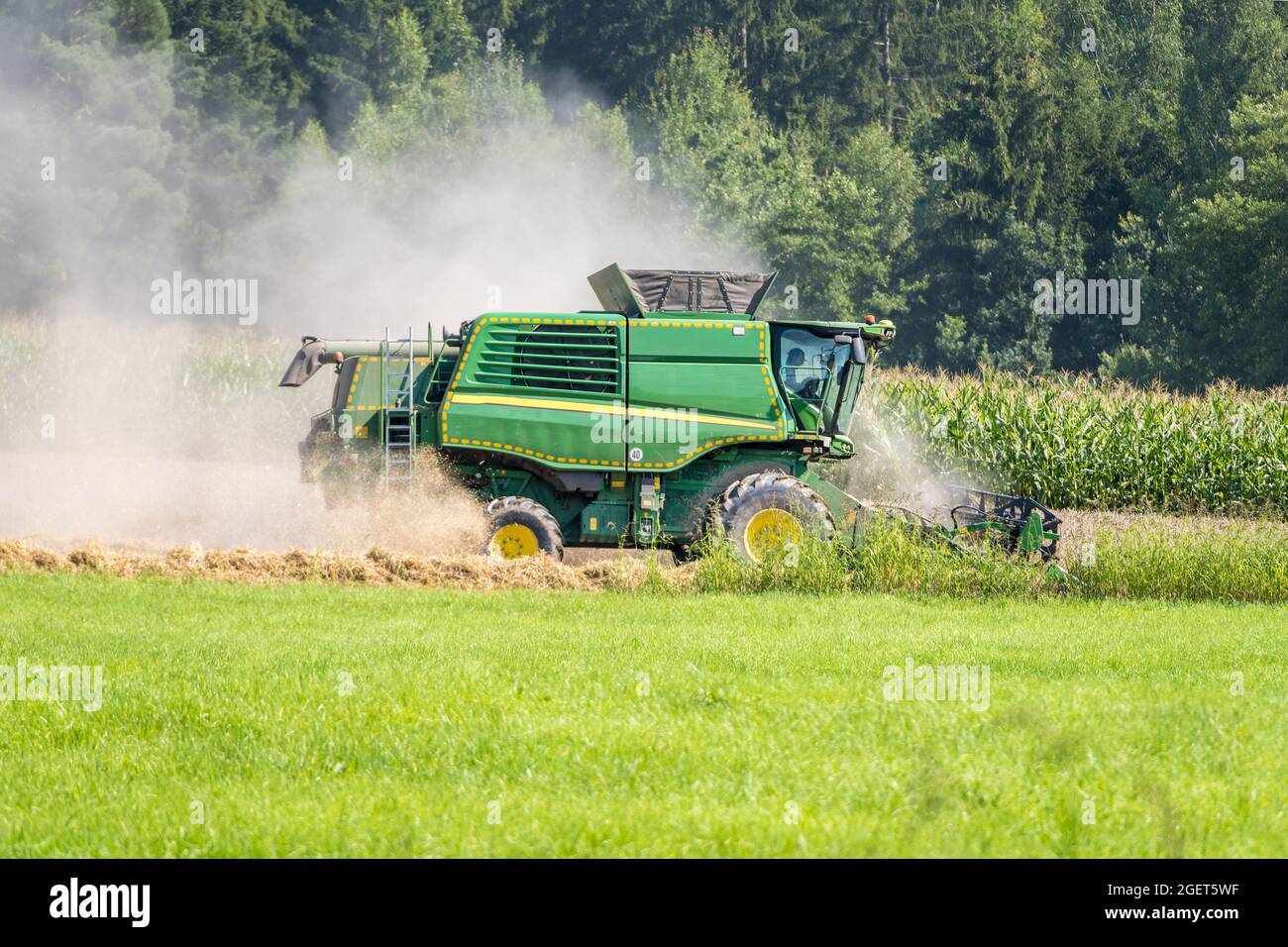 Der Mähdrescher auf dem Feld bringt die Getreideernte ein. Im Hochsommer während der Weizenernte ist es sehr staubig. Bauern in Bayern, Deutschland Stockfoto