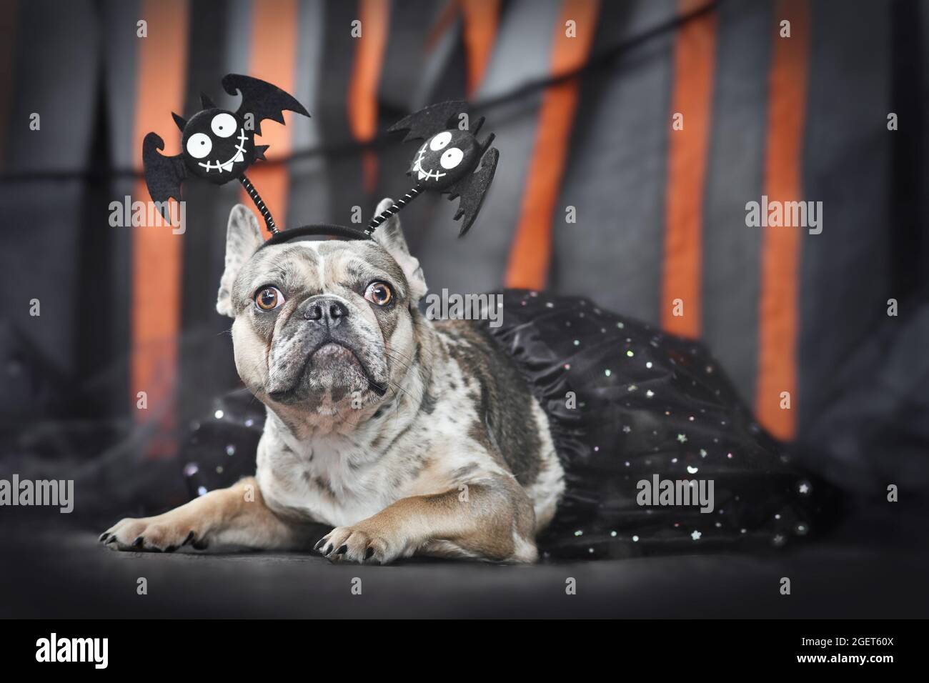 Merle Französischer Bulldogge trägt Halloween Fledermaus Kostüm Stirnband und Tutu vor schwarzen und orangen Papierstreamern Stockfoto