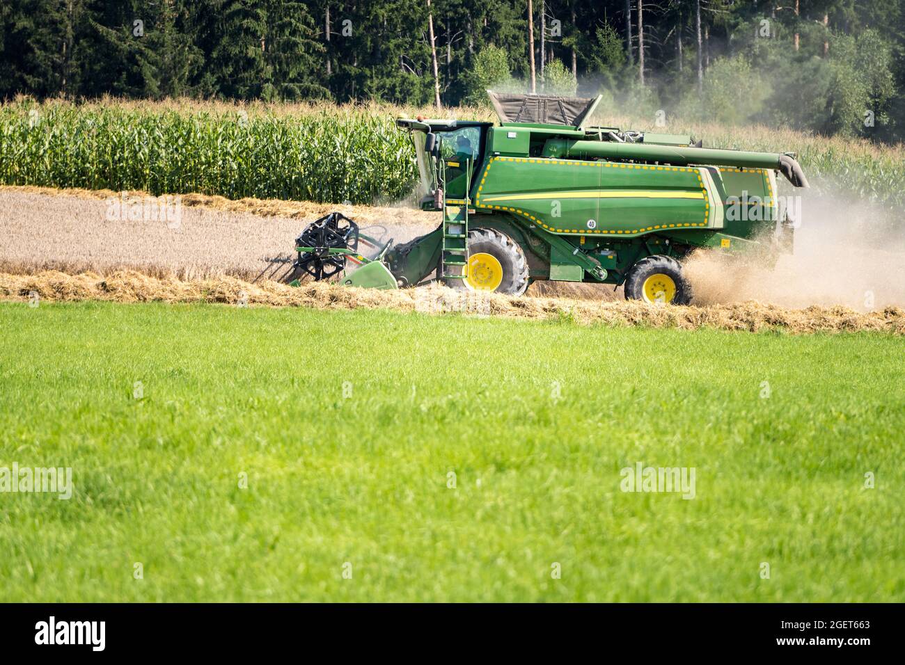 Der Mähdrescher auf dem Feld bringt die Getreideernte ein. Im Hochsommer während der Weizenernte ist es sehr staubig. Bauern in Bayern, Deutschland Stockfoto