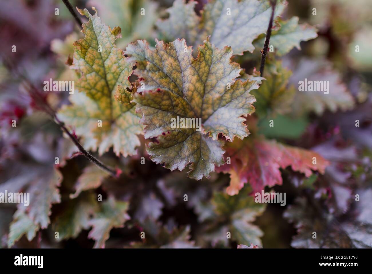 Farbenfrohe, violette heuchera-Pflanze im Sommergarten. Immergrüne Blume Stockfoto