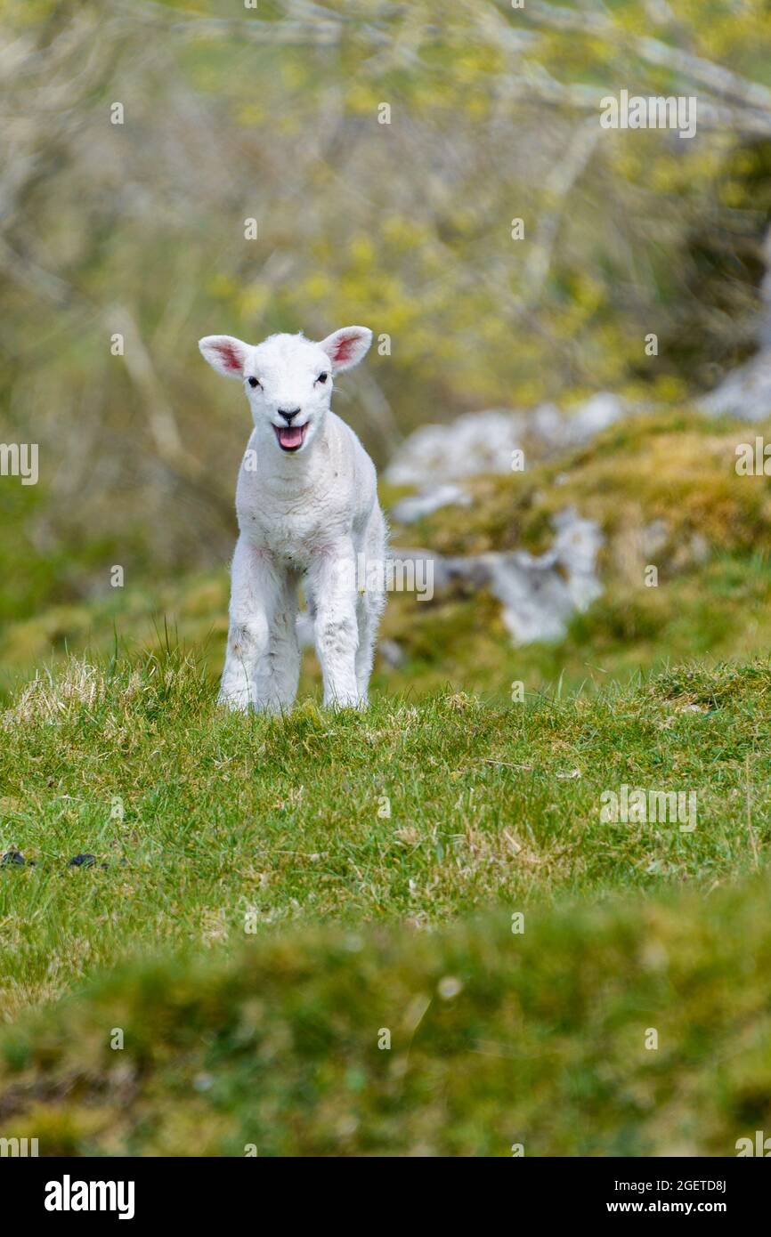 Niedliches Lamm mit tougue aus Stockfoto