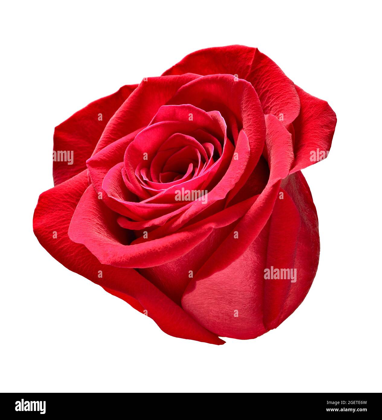 Blume Rose Blütenblatt Blüte rot Natur schönen Hintergrund Stockfoto