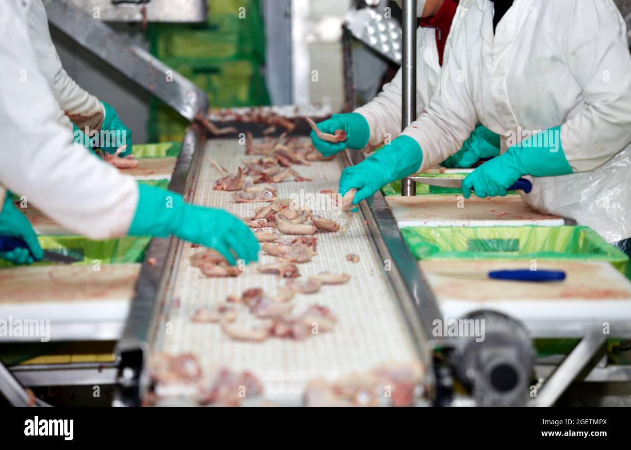 Hühnerfleisch Fabrik Lebensmittelindustrie Geflügel Tierproduktion Vogel Stockfoto