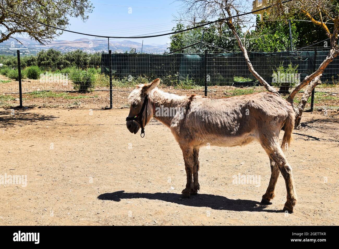 Esel im Donkey Sanctuary, Kreta, Griechenland Stockfoto