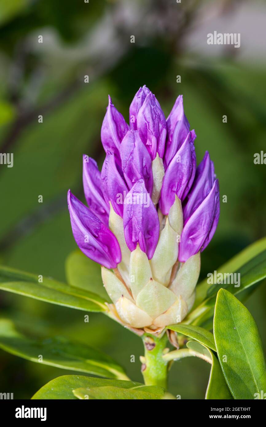 Nahaufnahme einer etwas offeneren Rhododendronblüte mit einigen grünen Blättern vor einem dunklen, natürlich grünen Hintergrund. Stockfoto