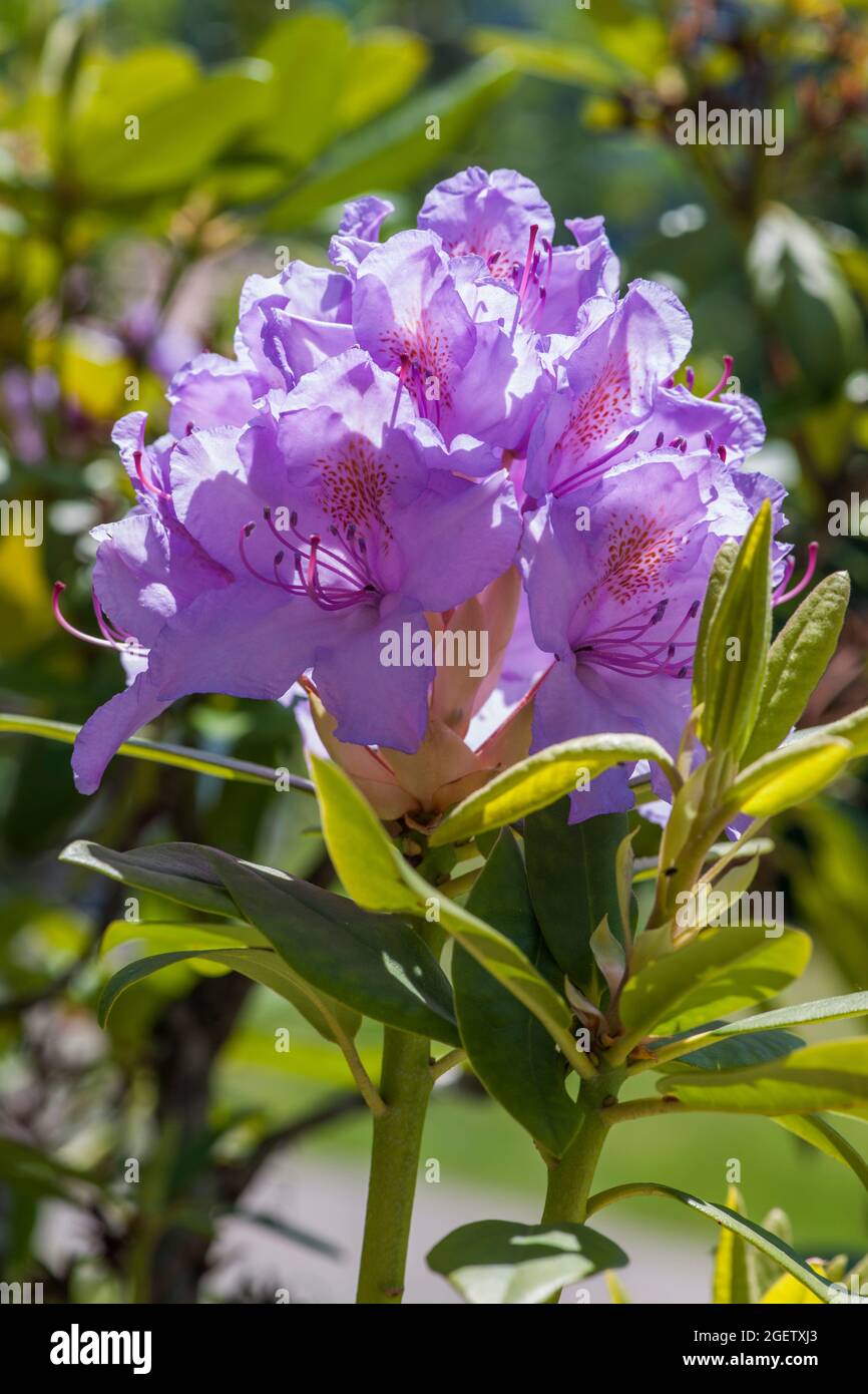 Nahaufnahme einer vollständig geöffneten Rhododendronblüte vor einer natürlichen grünen Umgebung im Sonnenlicht, das von hinten scheint. Stockfoto