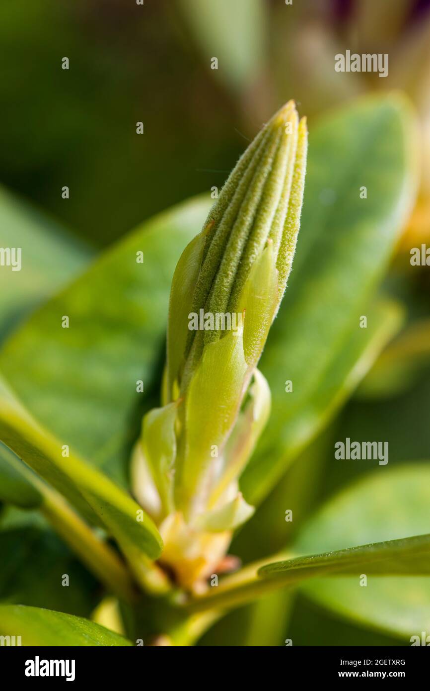 Nahaufnahme einer einzelnen schlanken Knospe auf dem Rhododendron-Busch mit einigen grünen Blättern auf dem natürlichen grünen Hintergrund. Stockfoto