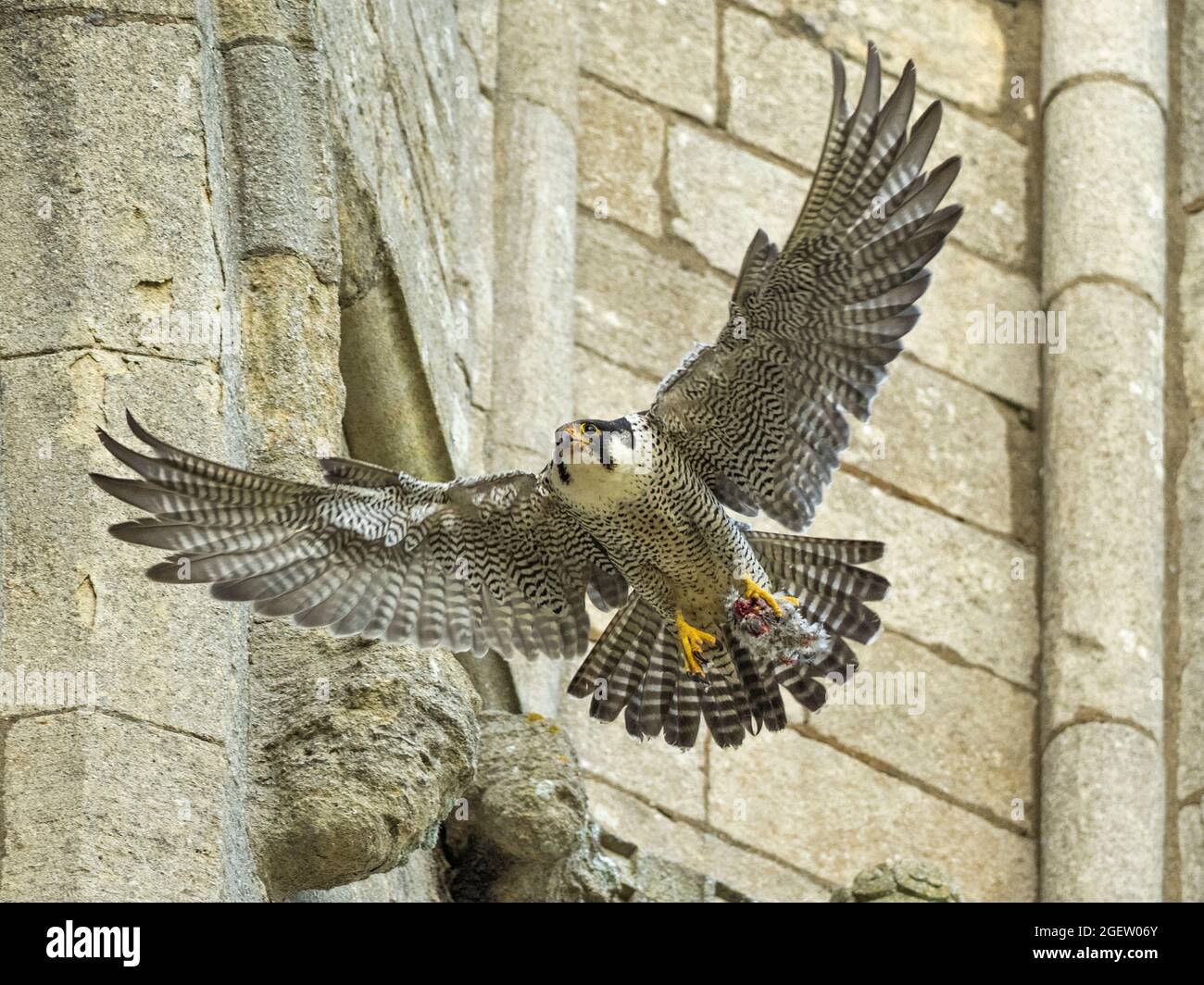 Weibliche Wanderfalke (Falco peregrinus) im Flug, Cambridgeshire, England Stockfoto
