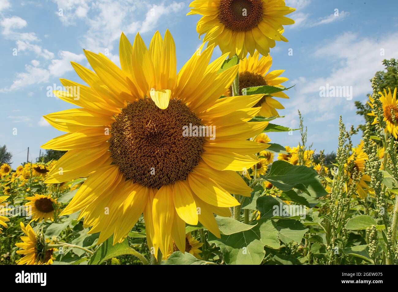 Nahaufnahme des gelben Sonnenblumenfeldes von Michigan in der Sonne Stockfoto
