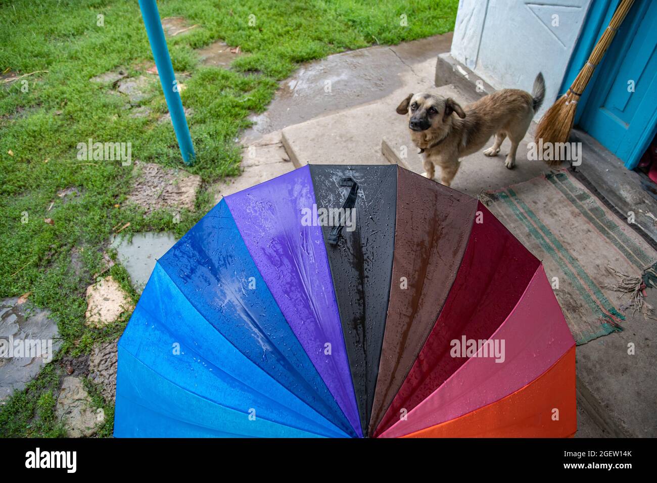 Feuchter Regenschirm mit gestreifter Regenbogenstruktur. Grunge Veranda des Bauernhauses mit Senior Mischlingshund unter dem Sonnenschirm stehend und Blick in die Kamera Stockfoto