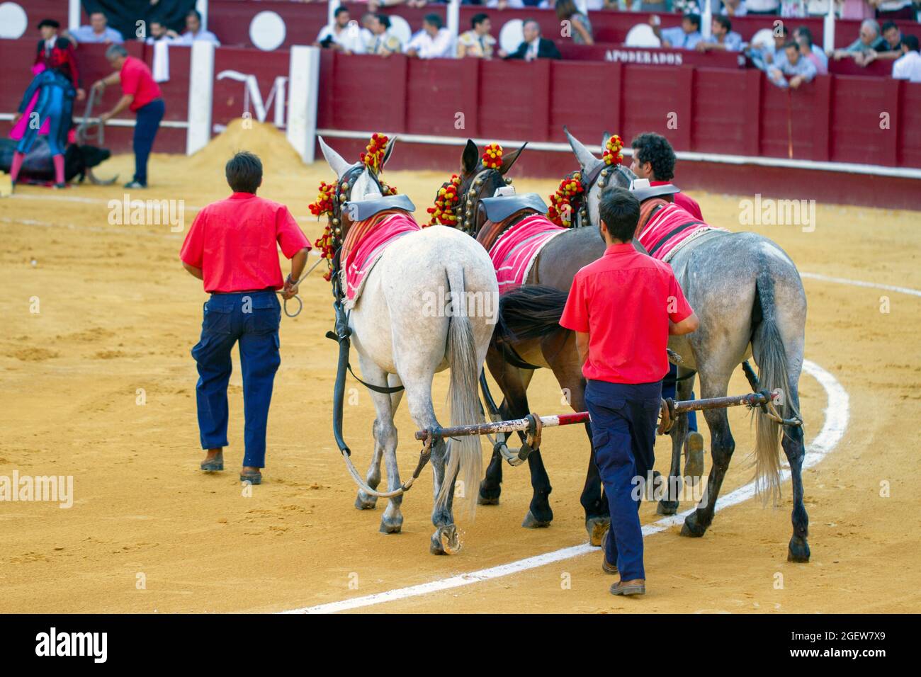 Stierkampf in Malaga Spanien Stockfoto