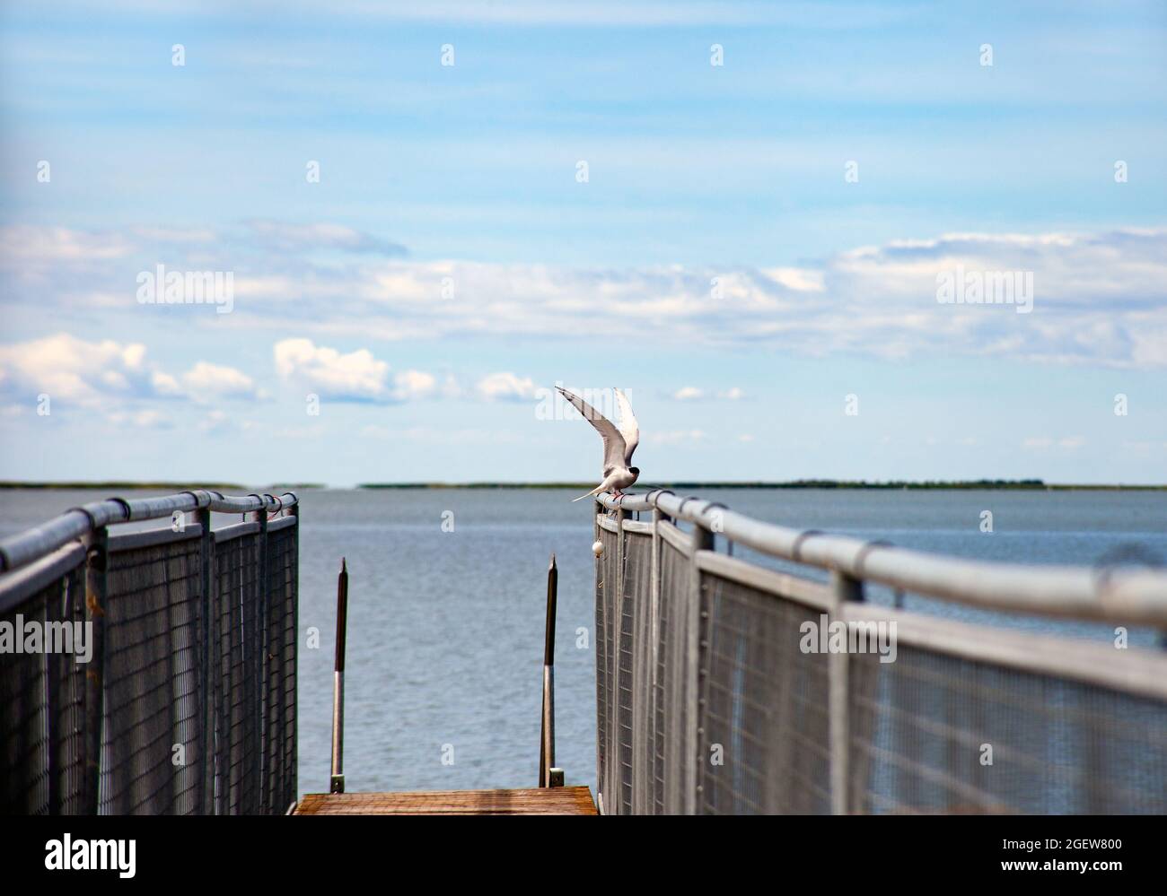 Die Möwe thronte an einem Pier-Handlauf hinter blauem Himmel an sonnigen Sommertagen in Estland Stockfoto