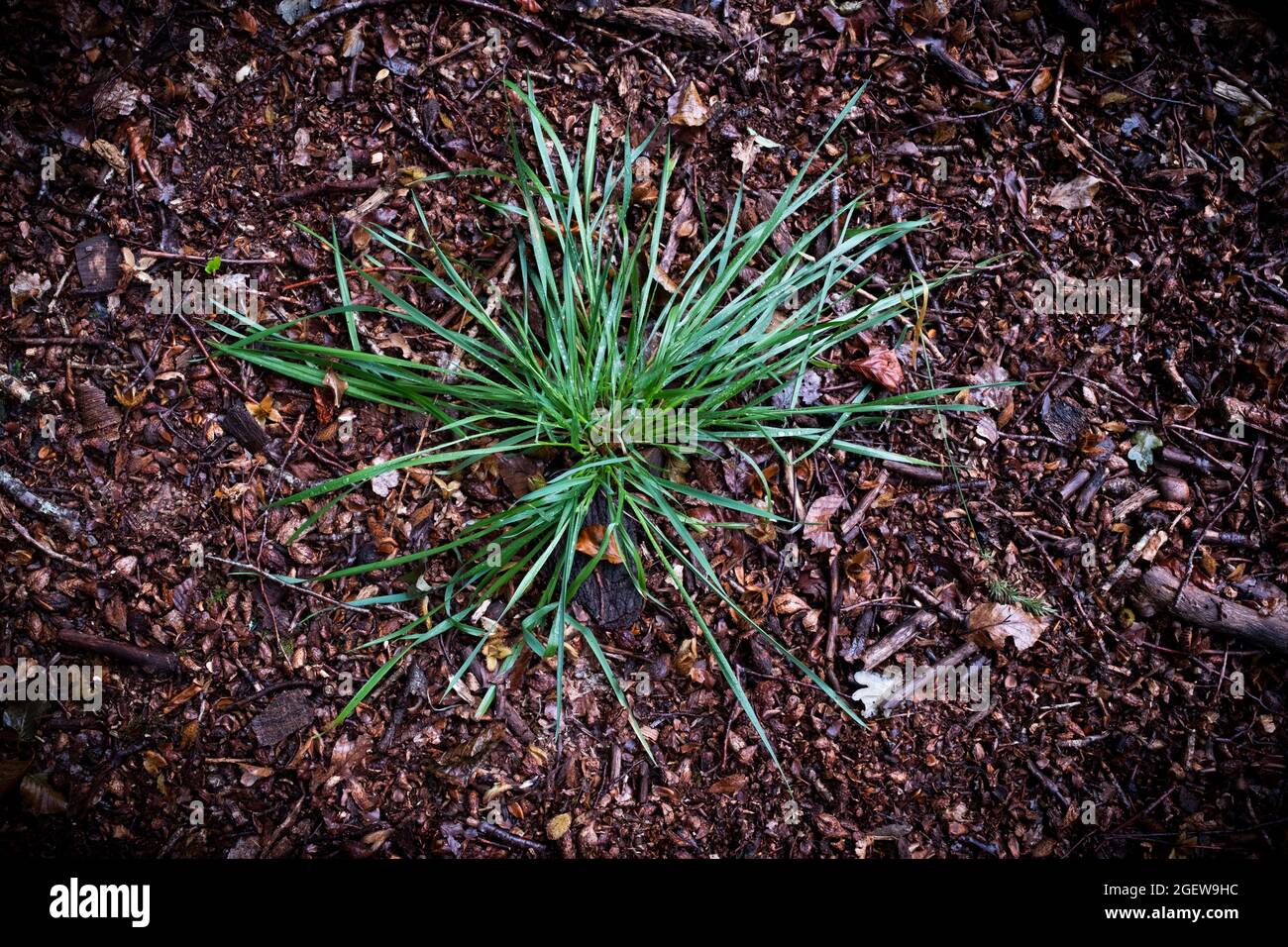 Ein Büschel von lebhaftem grünem Gras, das im Meer toter Blätter auf dem Waldboden wächst. Stockfoto