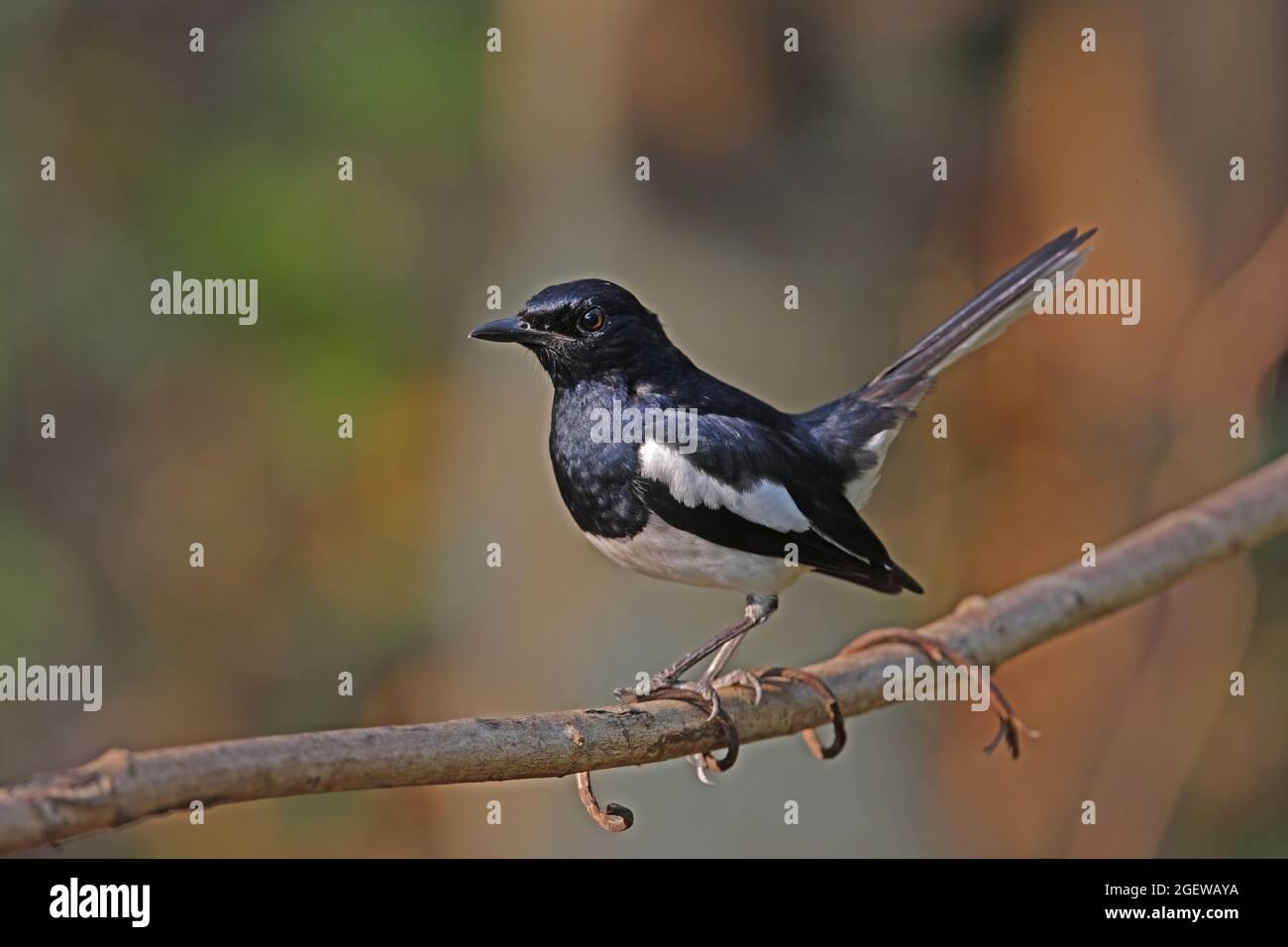 Orientalischer Magpie-Robin (Copsychus saularis) erwachsener Mann, der auf einem Ast mit Schwanz gespannt sitzt Kaeng Krachan, Thailand Februar Stockfoto