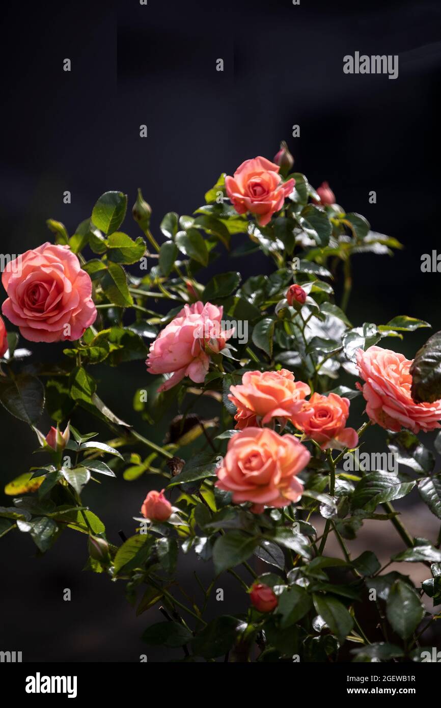 Lachsfarbener Rosenbusch in voller Blüte bei tiefem Nachmittagssonne vor dunklem Hintergrund Stockfoto