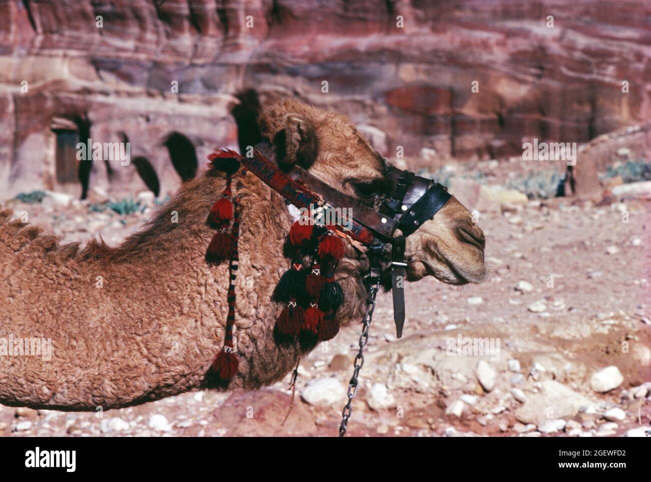 Jordanien. Petra. Tethered Kamel in Al Siq Canyon. Kopfprofil. Stockfoto