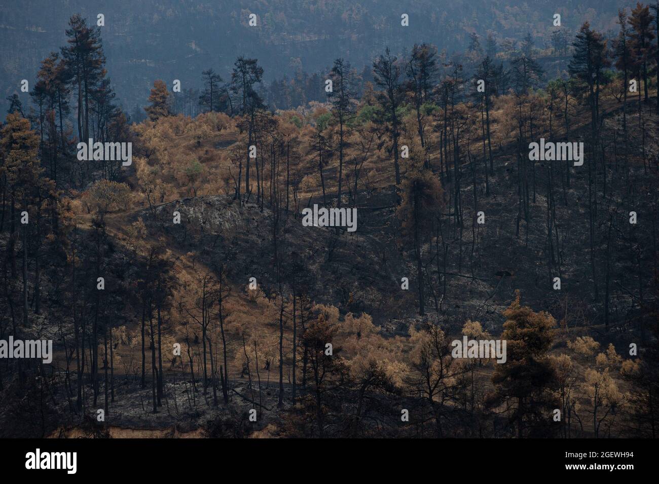 Der verbrannte Wald bei Gouves im Norden von Evia nach den Bränden im August 2021 Stockfoto