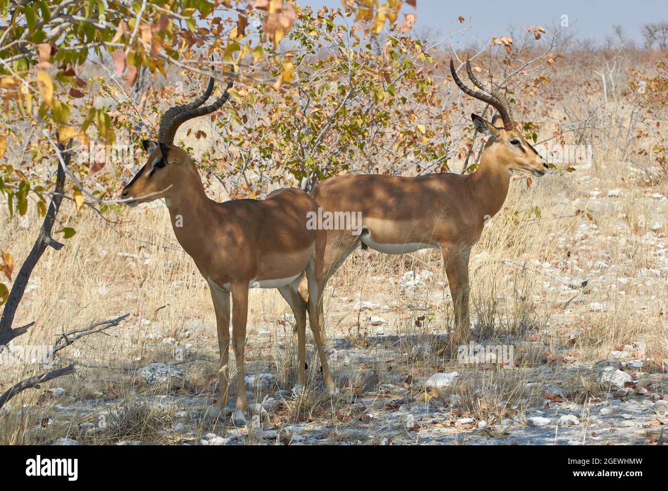 Zwei Impala-Antilopen, Aepyceros melampus, im Etosha National Park in Namibia, Afrika Stockfoto