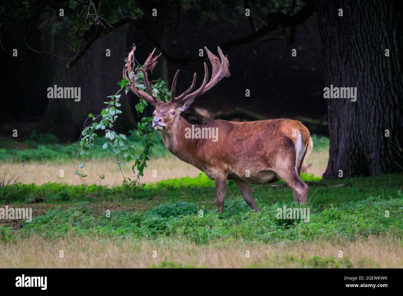 Duelmen, NRW, Deutschland. August 2021. Ein Rothirsch (Cervus elaphus) reibt sich gegen Äste, um das Vergießen zu unterstützen, und hält einen Zweig in seinem Geweih fest. Jedes Jahr vergießen männliche Hirsche die Samthaut, sobald ihr Geweih ausgewachsen ist. Blut und blutige Haut sind während dieser Zeit zu sehen, da Samtgeweihe noch zirkulieren, bis die Haut vergossen ist, aber das Abgießen ist für die Tiere nicht schmerzhaft. Kredit: Imageplotter/Alamy Live Nachrichten Stockfoto