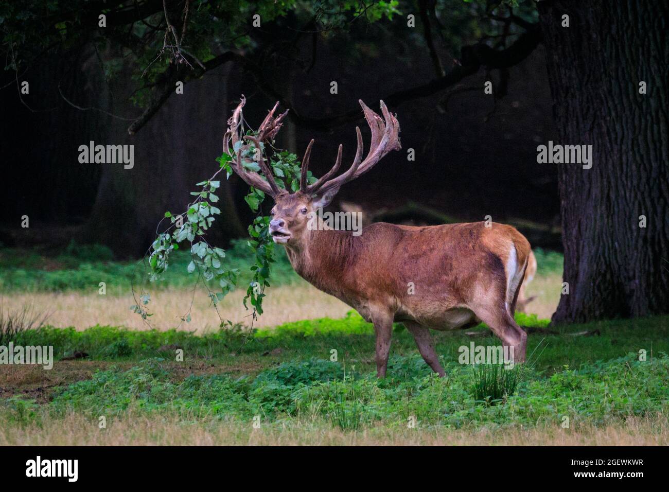 Duelmen, NRW, Deutschland. August 2021. Ein Rothirsch (Cervus elaphus) reibt sich gegen Äste, um das Vergießen zu unterstützen, und hält einen Zweig in seinem Geweih fest. Jedes Jahr vergießen männliche Hirsche die Samthaut, sobald ihr Geweih ausgewachsen ist. Blut und blutige Haut sind während dieser Zeit zu sehen, da Samtgeweihe noch zirkulieren, bis die Haut vergossen ist, aber das Abgießen ist für die Tiere nicht schmerzhaft. Kredit: Imageplotter/Alamy Live Nachrichten Stockfoto