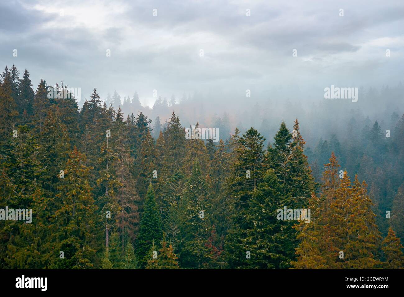 Nadelwald an einem nebligen Tag. Grüner Naturhintergrund mit herbstlich grauem Himmel. Geheimnisvolle Atmosphäre Stockfoto