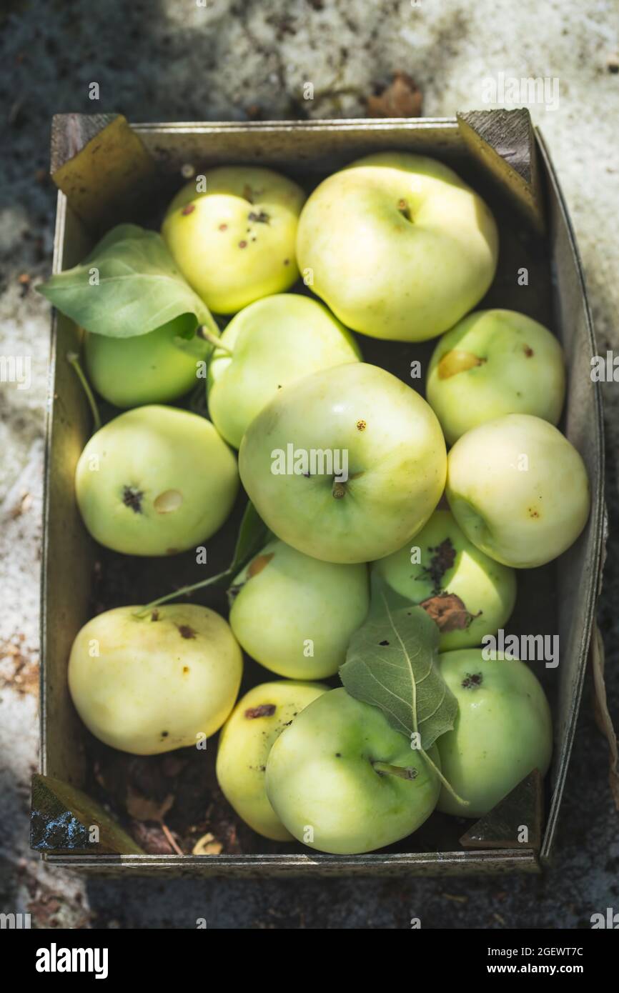 Schachtel mit frühen grünen Äpfeln mit Blättern Stockfoto