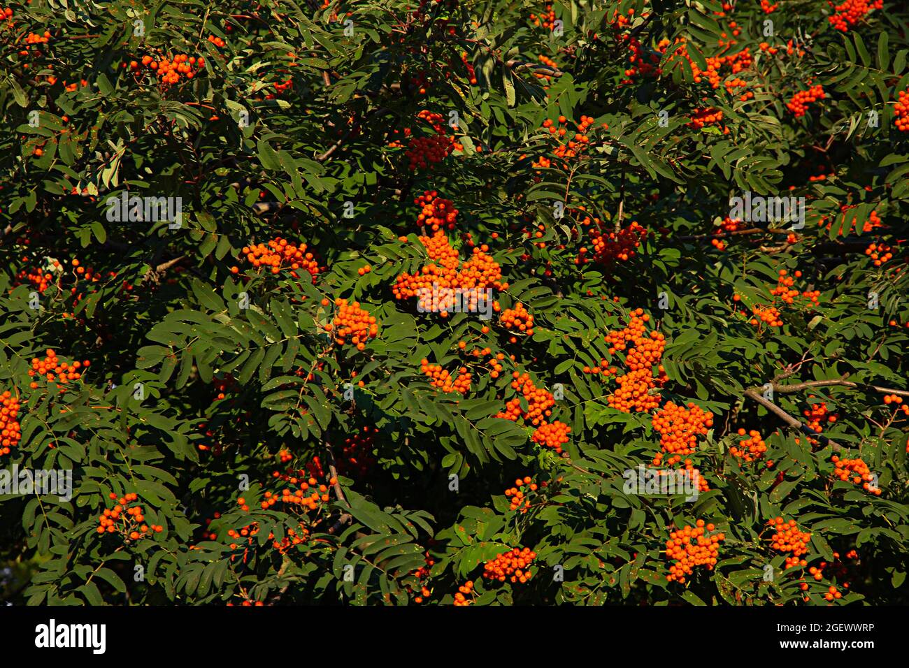 Rote beereneifenbaum mit reifen Beeren im Spätsommer Hintergrund Stockfoto