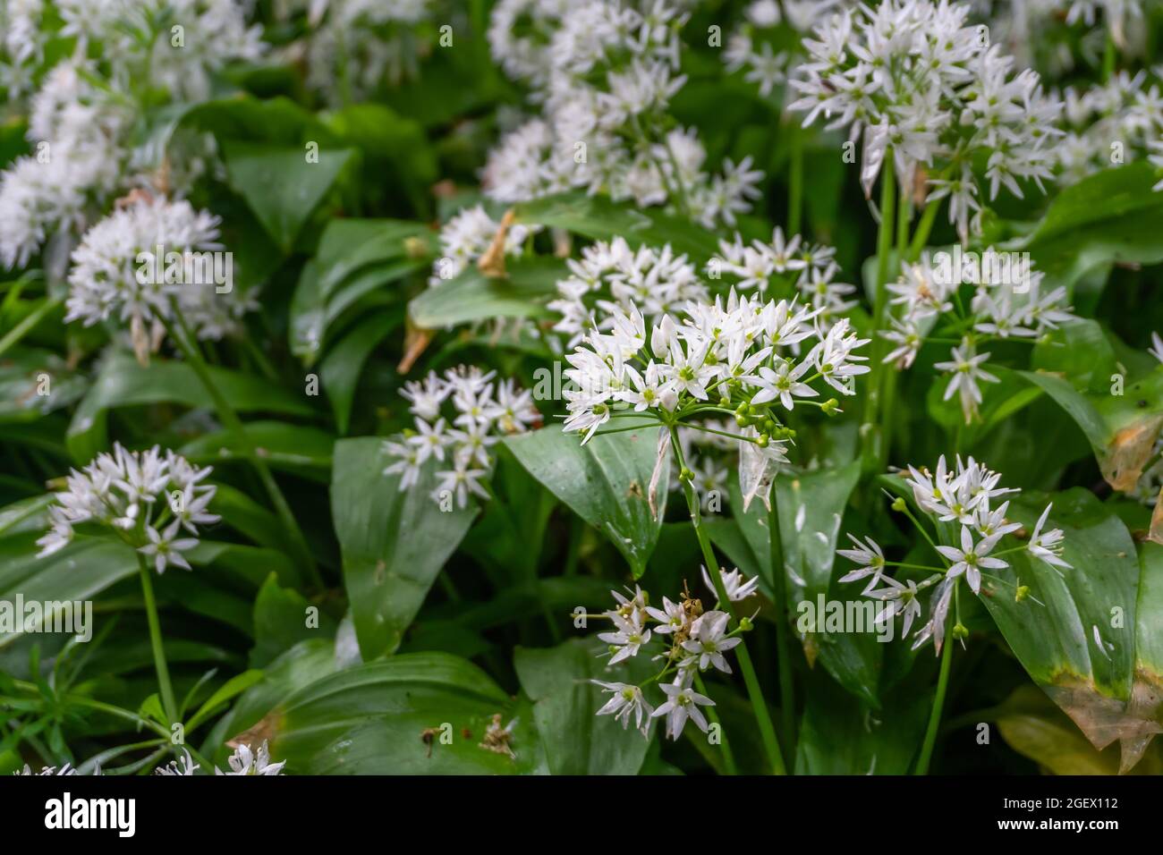 Bärlauch, eine bauchige Staudenpflanze, blüht im Frühjahr in den Wäldern von Elsloër (Elsloer bos). Natura 2000, europäisches Naturschutzgebiet. Els Stockfoto