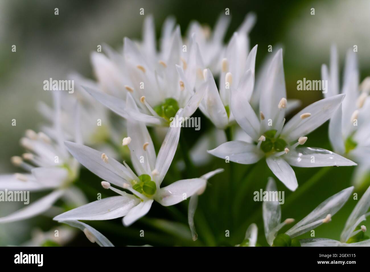 Bärlauch, eine bauchige Staudenpflanze, blüht im Frühjahr in den Wäldern von Elsloër (Elsloer bos). Natura 2000, europäisches Naturschutzgebiet. Els Stockfoto