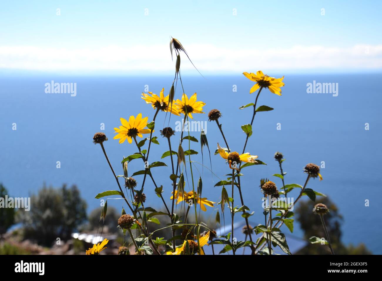 Flora der Anden, in Taquile, Insel Titicaca, Perù Stockfoto