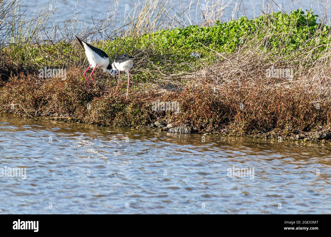 Zwei Pillten auf einer Insel in einem Reservat Stockfoto