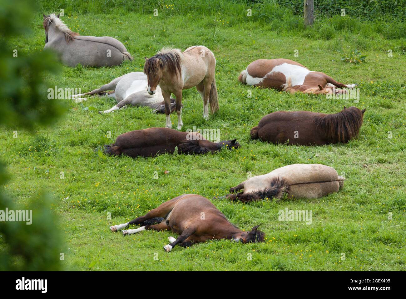 Schlafen Pferde Im Stehen Oder Liegen www.alamy.de