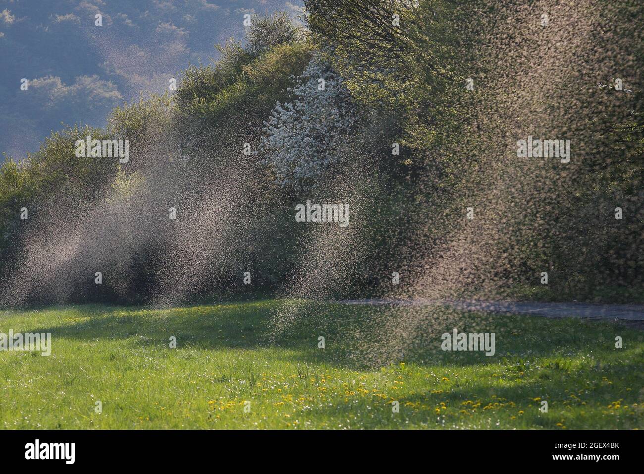Große Schwärme von Fliegen oder Mücken tanzen abends auf einer grünen, feuchten Wiese Sonnenstrahlen. Stockfoto