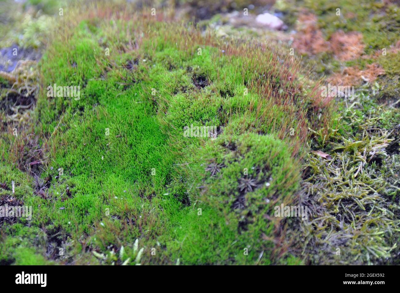 Schönes grünes Moos auf dem Boden, Nahaufnahme von Moos, Makro. Stockfoto
