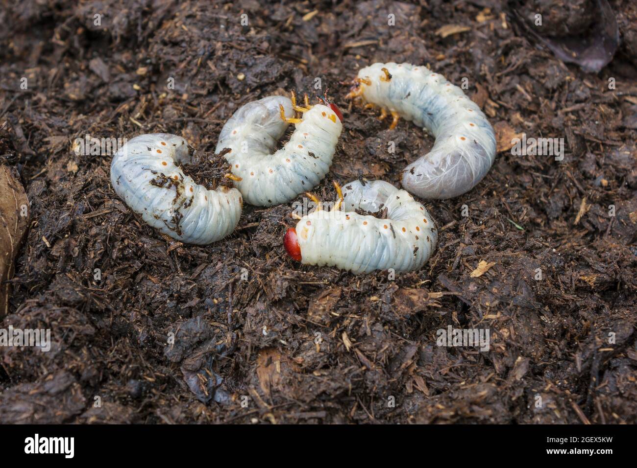 Können Käferlarven im Kompost, sie sind landwirtschaftliche Schädlinge Stockfoto