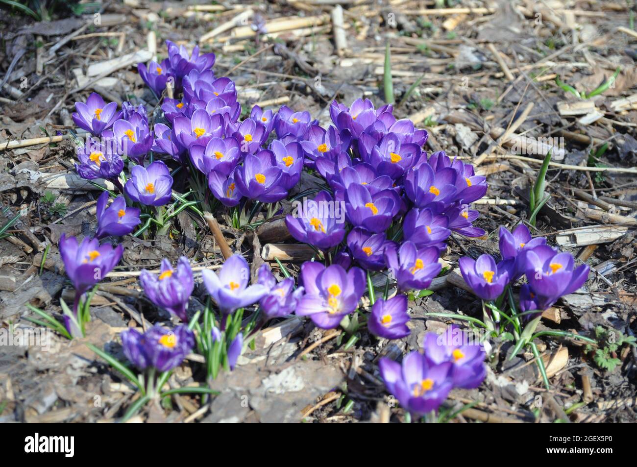Blüten der ersten Frühjahrspflanzen der Saffron-Gattung der Iris-Familie. Primrose-Safran oder Krokus im Wald. Stockfoto